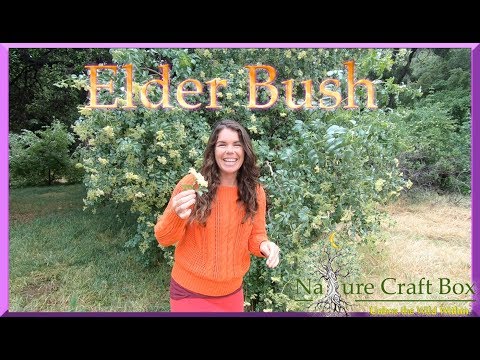 Natural Remedy for Cold and Flu ~ The Elder Bush